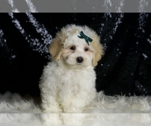 Medium Maltipoo (Miniature)