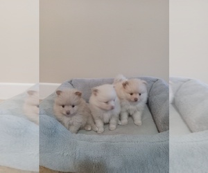 Pomeranian Puppy for Sale in SAN JOSE, California USA