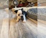 Small #7 Boston Terrier