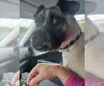 Small #1 Pug Mix