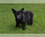 Small Photo #4 German Shepherd Dog Puppy For Sale in POWDER SPRINGS, GA, USA