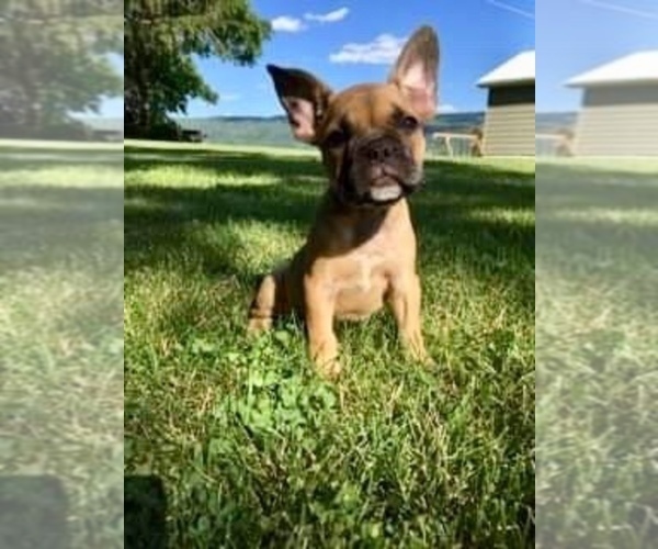 Medium Photo #3 French Bulldog Puppy For Sale in BELLEVILLE, PA, USA