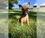 Small Photo #3 French Bulldog Puppy For Sale in BELLEVILLE, PA, USA