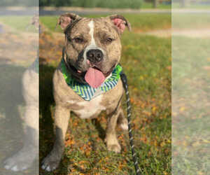 Father of the American Bully puppies born on 09/27/2025