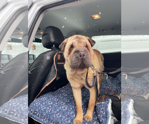 Medium Photo #2 Chinese Shar-Pei Puppy For Sale in Prescott, Ontario, Canada