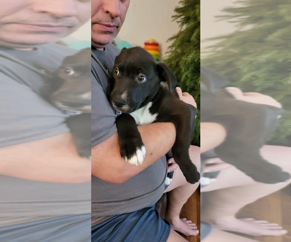 Medium Photo #3 Alaskan Malamute-American Pit Bull Terrier Mix Puppy For Sale in HEMET, CA, USA