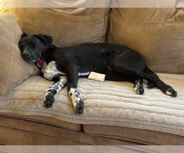 Medium Photo #4 Labrador Retriever-Unknown Mix Puppy For Sale in Wakefield, RI, USA