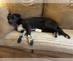 Small Photo #4 Labrador Retriever-Unknown Mix Puppy For Sale in Wakefield, RI, USA