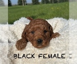 Puppy Curly Female Goldendoodle (Miniature)