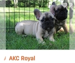 Small Photo #7 French Bulldog Puppy For Sale in SOLWAY, MN, USA