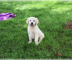 Twinkle - Female Golden Retriever Puppy for Sale - Photo #6