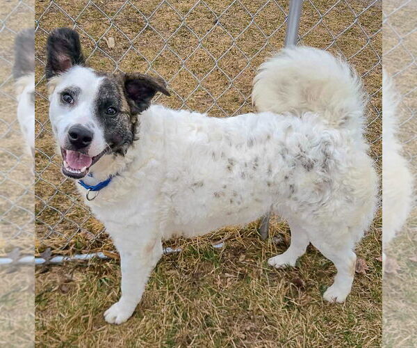 Medium Photo #7 American Staffordshire Terrier-Border Collie Mix Puppy For Sale in Huntley, IL, USA