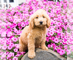 Small Photo #1 Goldendoodle Puppy For Sale in WAKARUSA, IN, USA