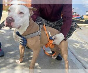 American Pit Bull Terrier Dogs for adoption in Houston, TX, USA