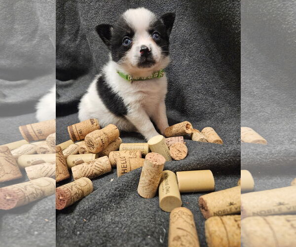 Medium Photo #2 Pomimo Puppy For Sale in Princeton, MN, USA