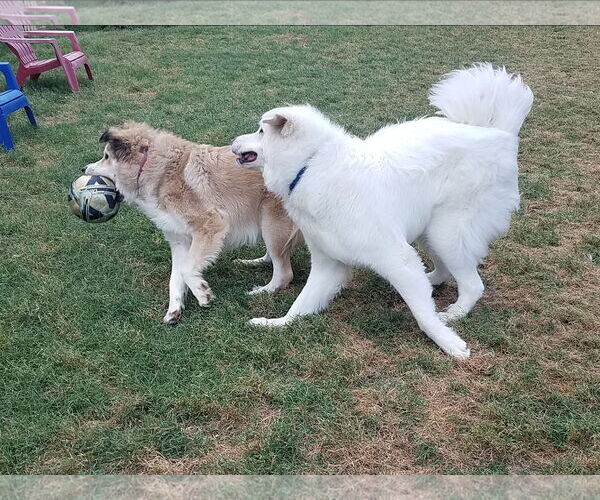 Medium Photo #9 Great Pyrenees Puppy For Sale in Houston, TX, USA