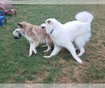 Small #8 Great Pyrenees