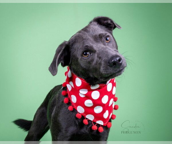 Medium Photo #6 Labrador Retriever-Unknown Mix Puppy For Sale in Enfield, CT, USA
