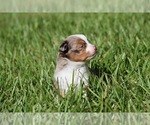Small #2 Miniature Australian Shepherd