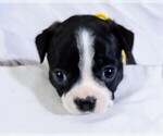 Puppy Yellow Yvette Boston Terrier
