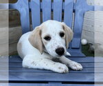 Small Photo #3 Beagle-Colonial Cocker Spaniel Mix Puppy For Sale in Fort Worth, TX, USA