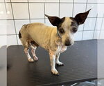 Small Chihuahua