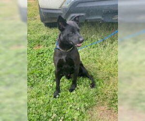 Onyx - Male Australian Kelpie-Labrador Retriever Mix Dog for Adoption - Photo #8