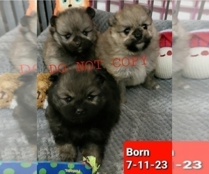 Pomeranian Puppy for sale in DOWNERS GROVE, IL, USA