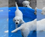 Small Photo #4 English Cream Golden Retriever-Labrador Retriever Mix Puppy For Sale in ASHLAND, WI, USA
