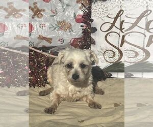 Maltese Dogs for adoption in HOPKINSVILLE/PRINCETON, KY, NH, USA