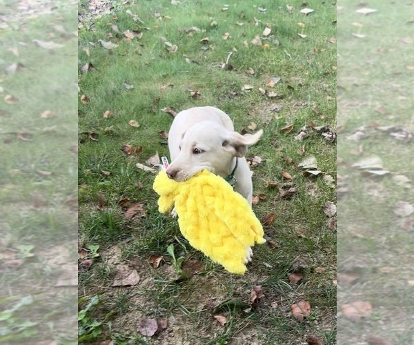 Medium Photo #9 Labrador Retriever Puppy For Sale in FREDERICKSBG, OH, USA