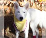 Small #1 Siberian Husky