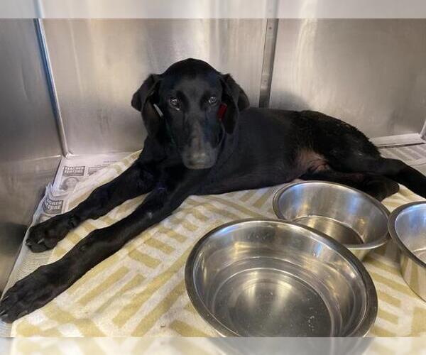 Medium Photo #1 Pointer-Unknown Mix Puppy For Sale in San Antonio, TX, USA