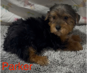 Yorkshire Terrier Puppy for sale in AZLE, TX, USA
