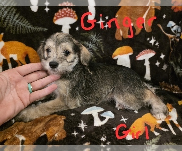 Medium Photo #3 Chizer Puppy For Sale in MONTEZUMA, GA, USA