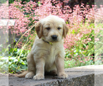 Small Photo #6 Golden Retriever Puppy For Sale in EAST EARL, PA, USA
