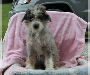 Miniature American Shepherd-Poodle (Miniature) Mix Puppy for sale in FREDERICKSBURG, OH, USA