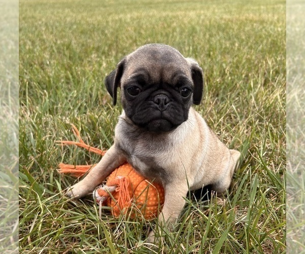 Medium Photo #2 Pug Puppy For Sale in MIDDLEBURY, IN, USA