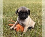 Small #1 Pug