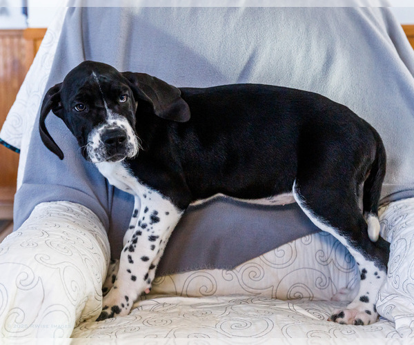 Medium Photo #9 Great Dane Puppy For Sale in WAKARUSA, IN, USA