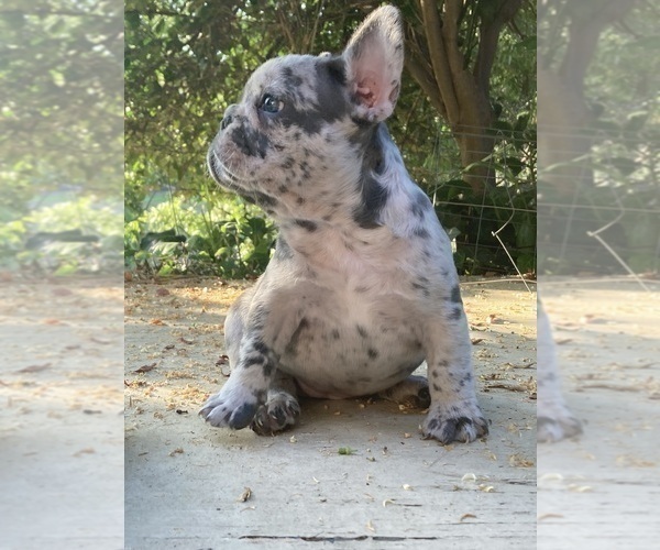 Medium Photo #25 French Bulldog Puppy For Sale in CITY INDUSTRY, CA, USA