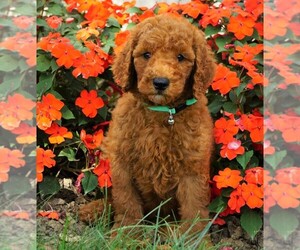 Poodle (Standard) Puppy for sale in FREDERICKSBG, OH, USA