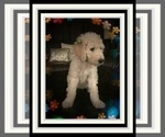 Small Photo #4 Poodle (Standard) Puppy For Sale in RIALTO, CA, USA
