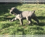 Small Photo #18 Neapolitan Mastiff Puppy For Sale in BRISTOW, VA, USA