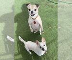 Small #6 Chihuahua Mix