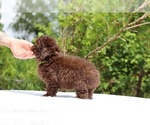 Small #11 ShihPoo