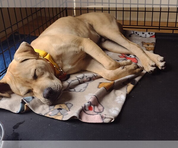 Medium Photo #8 Labrador Retriever-Unknown Mix Puppy For Sale in Minneapolis, MN, USA