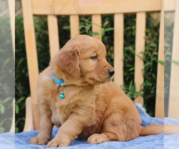 Medium Photo #3 Golden Irish Puppy For Sale in BLAIN, PA, USA