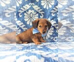 Small Photo #3 Dachshund Puppy For Sale in LANCASTER, PA, USA