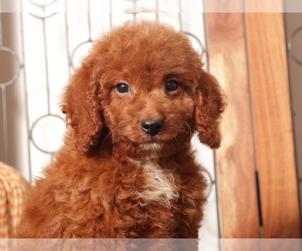 Medium Photo #2 Goldendoodle (Miniature) Puppy For Sale in NAPLES, FL, USA